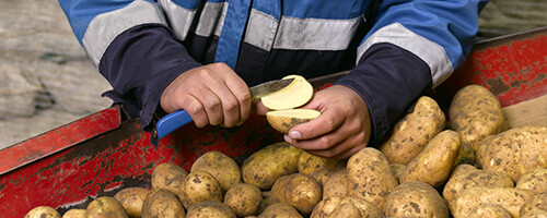 aardappel-keuring