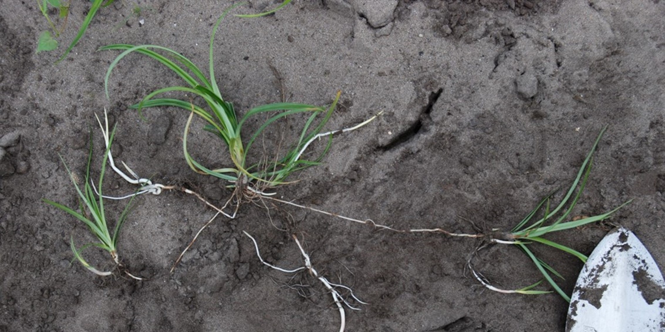 Knolcyperus-header-website