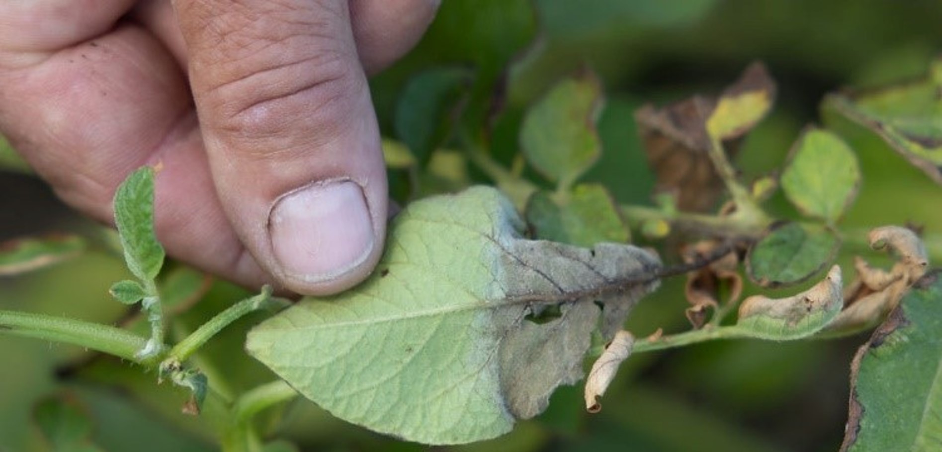 Wijzigingen-Teeltvoorschriften-per-1-januari-2025