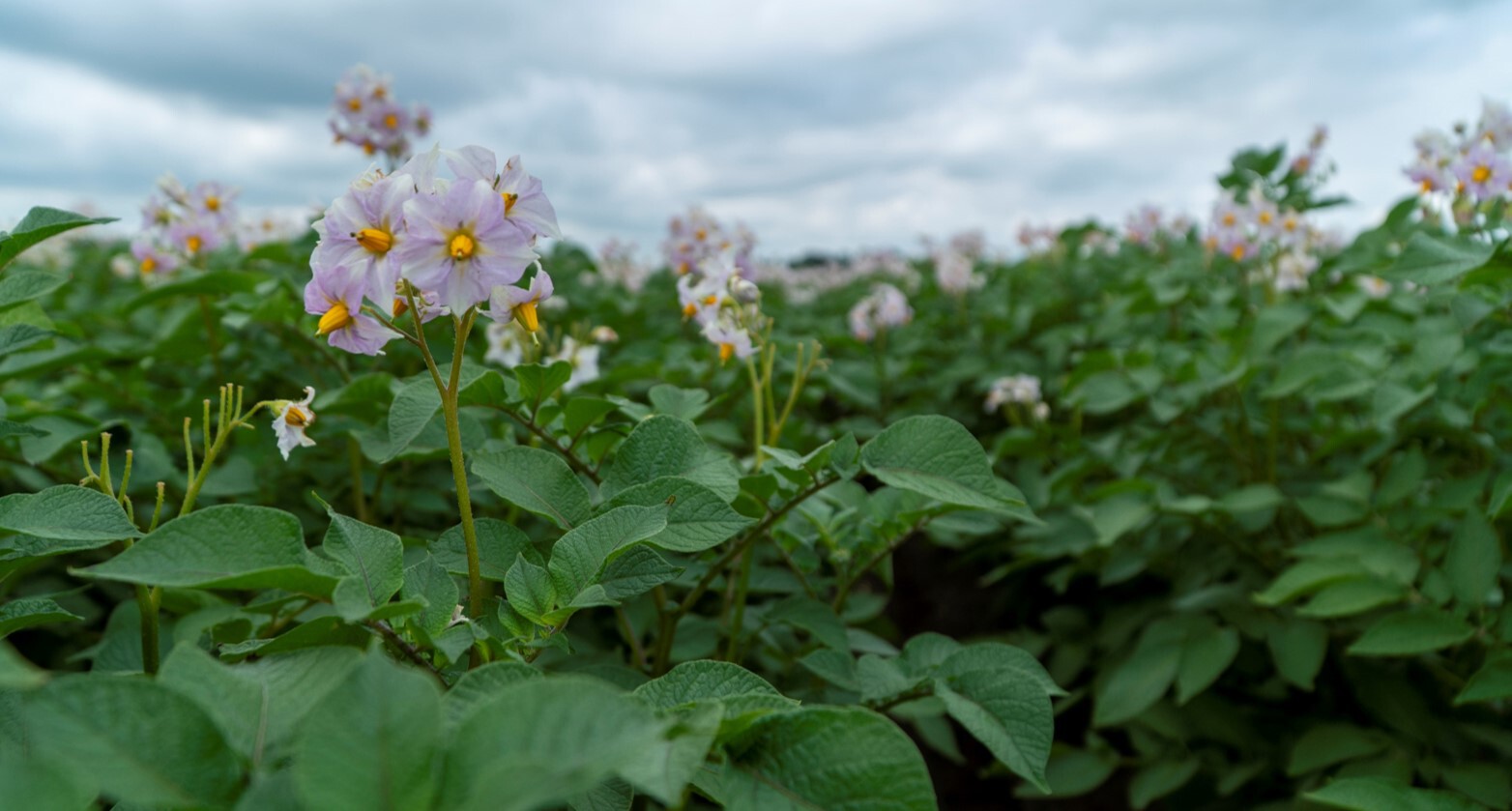 aardappelplant-062020