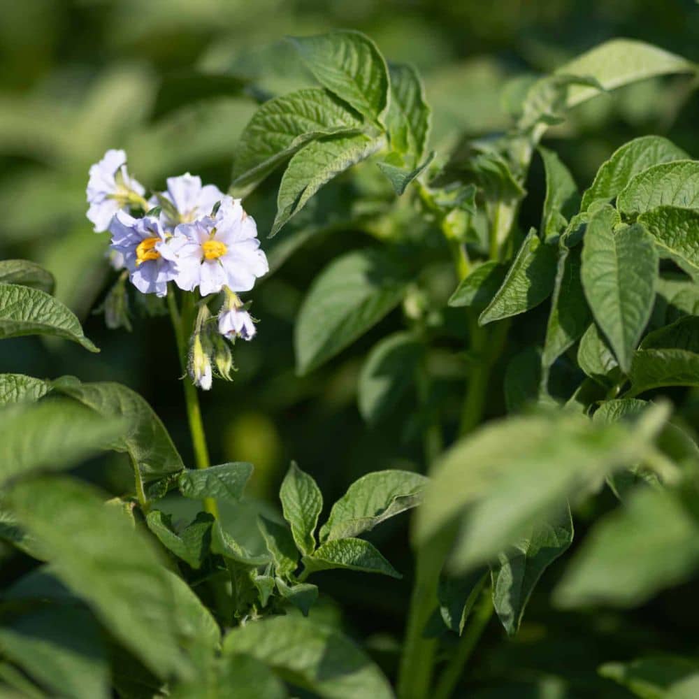 NAK - bloeiende aardappelplant