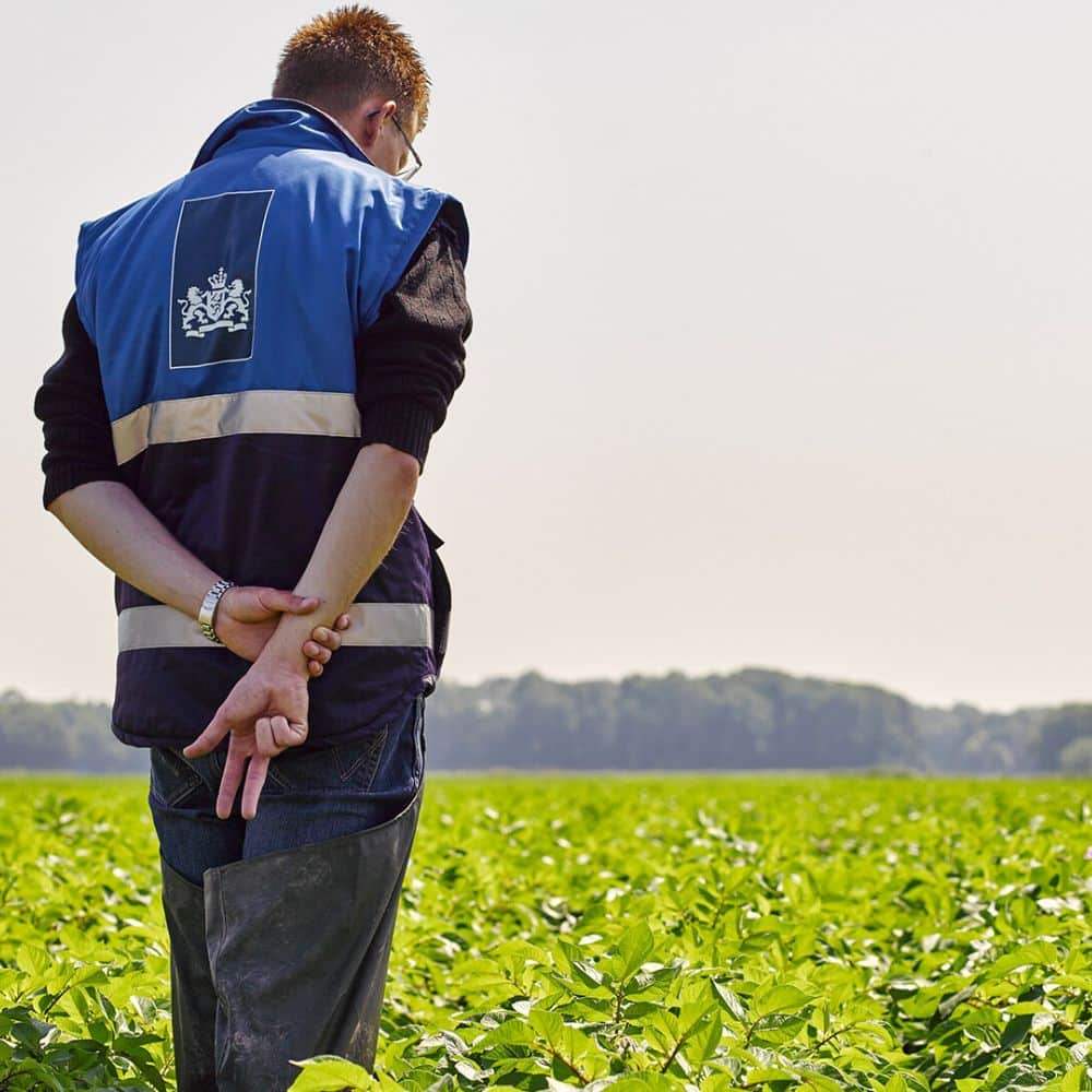 Inspecteur kijkt over een veld met jonge gewassen tijdens de controle van pootgoed in opdracht van de overheid