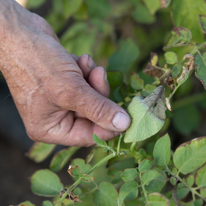 Hand inspecteert aardappelblad met zichtbare aantasting van phytophthora