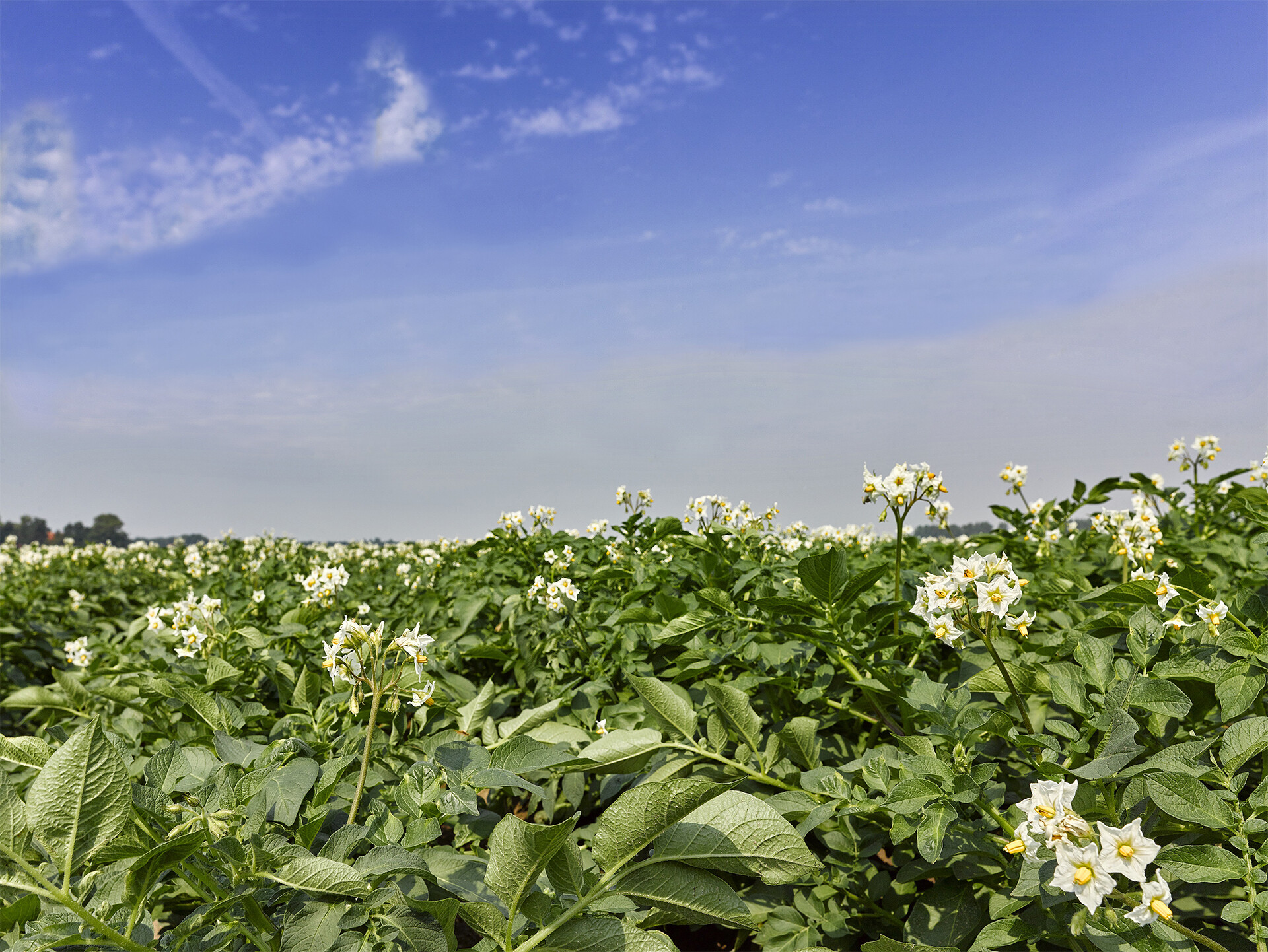 ┬®pimvandermaden-1507040026-1