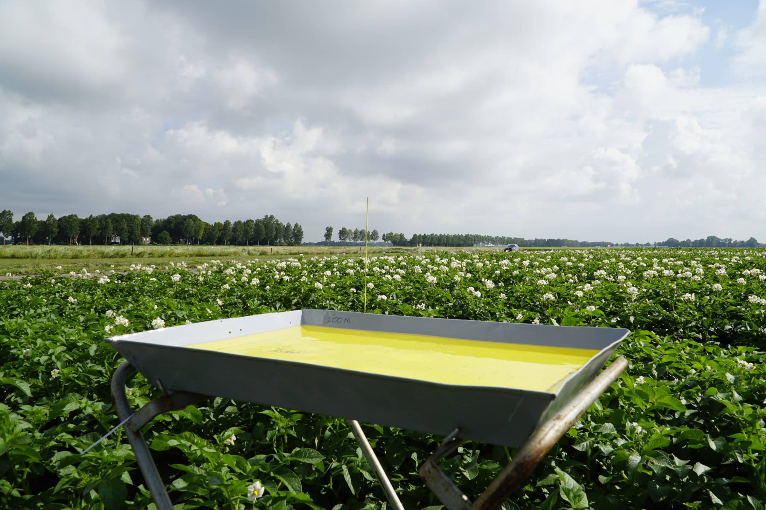 Aardappelveld in bloei met inspectiebak voor monitoring van teeltvoorschriften en aardappelmoeheid