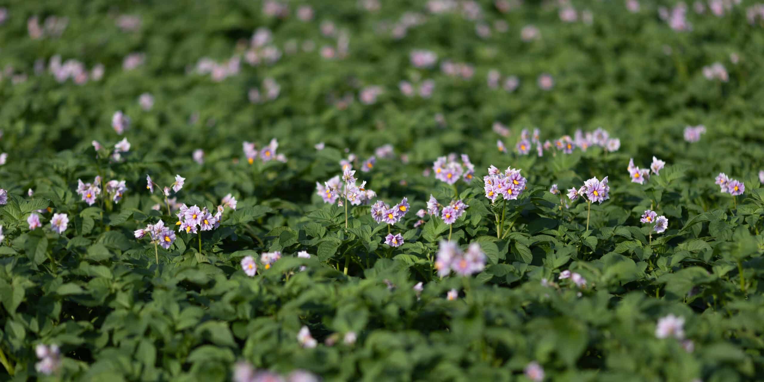 Een veld met aardappel plantjes