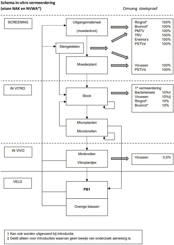 schema in-vitro vermeerdering