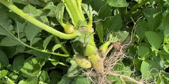 Header-bericht-website-fytoplasma