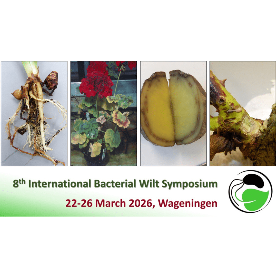 Internationale Ralstonia Experts Komen Samen Voor Het Achtste International Bacterial Wilt Symposium Afbeelding Met Witranden