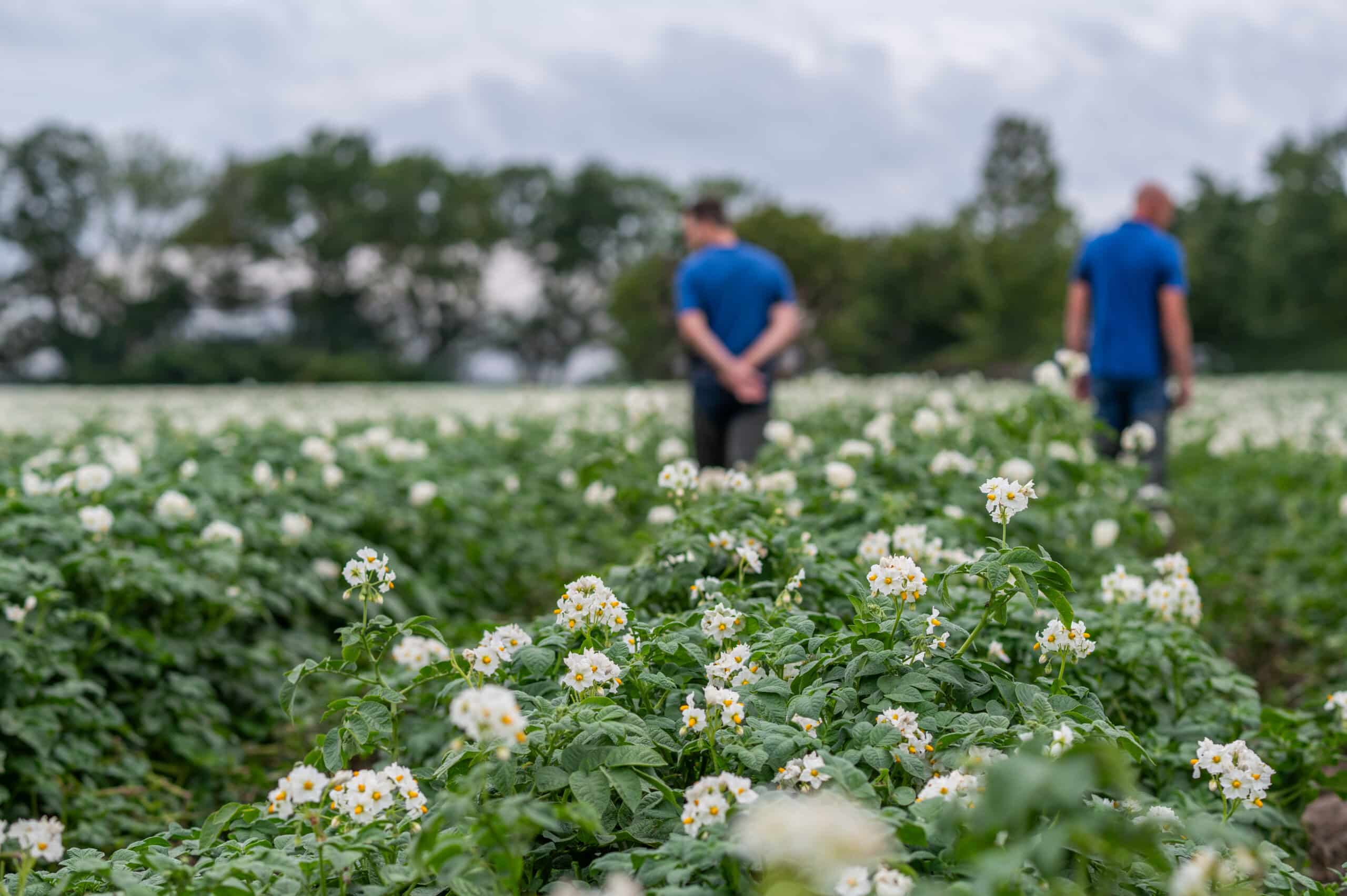 Keurmeesters veld aardappelen