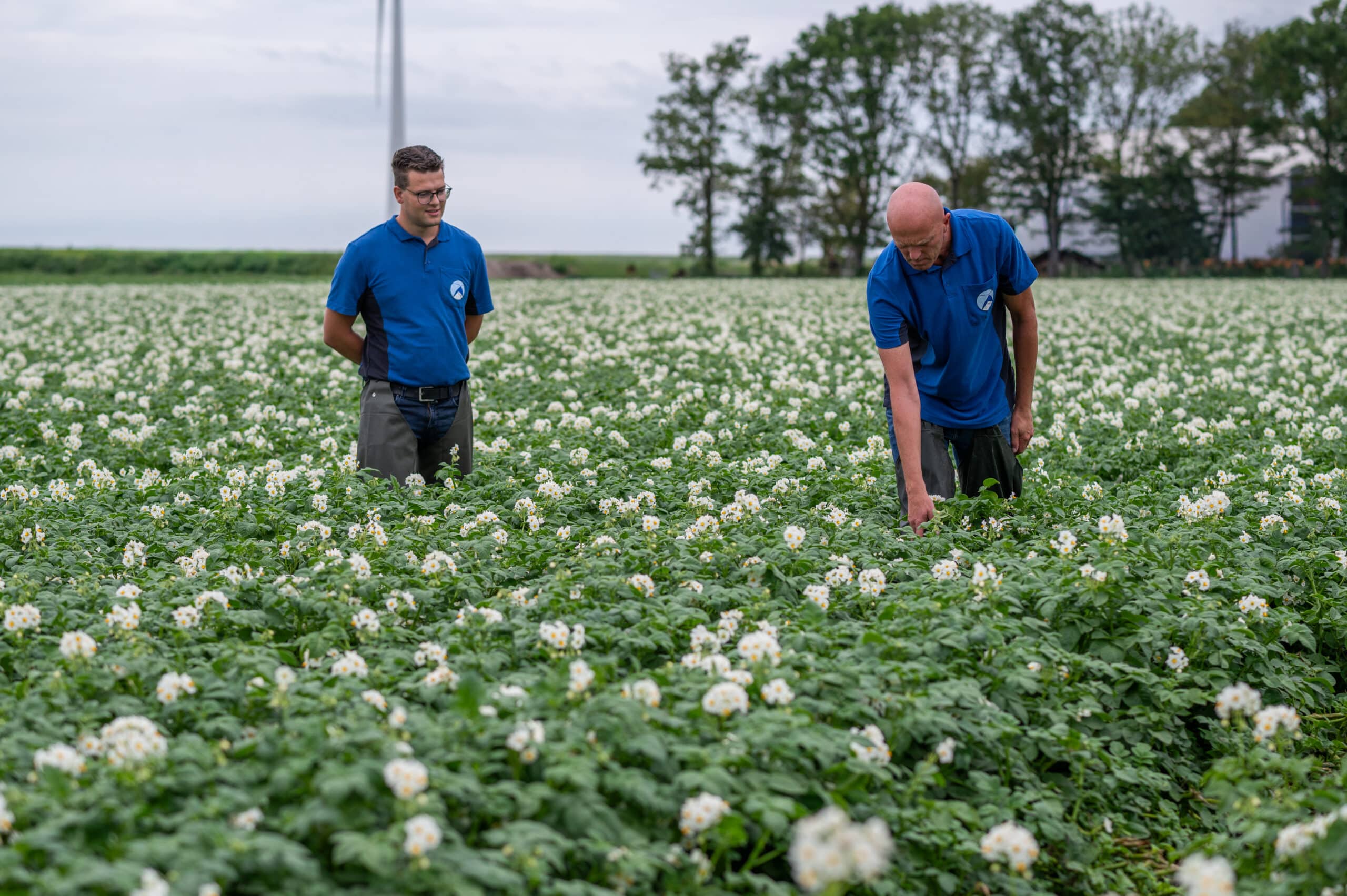 Veldkeuring Aardappelen Samen26 06